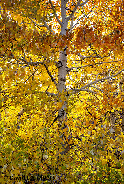 Autumn colors aspen on Steens Mountain, Oregon.