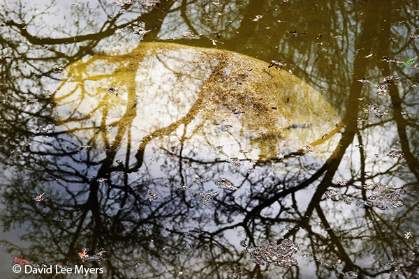 Submerged boulder and reflected trees, Meyer Reflecting Pond, Lithia Park, Ashland, Oregon