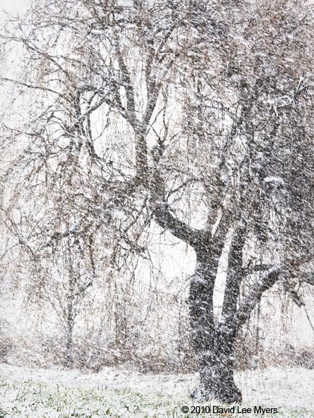Willow tree in falling snow, farm country near Hood River, Oregon.